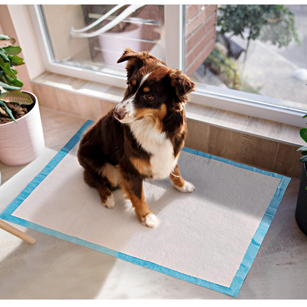 Empapadores Desechables Perros con Atrayente Almohadillas de Adiestramiento Hingiéticas de Cachorros Ultraabsorbente